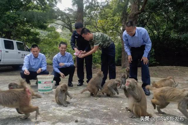 警方破野生猕猴变养殖猕猴案 摧毁多年犯罪团伙