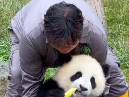 泪目！牟奶爸与熊猫贤贤定格年末温暖